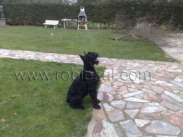 Schnauzer Gigante hembra de 6 años